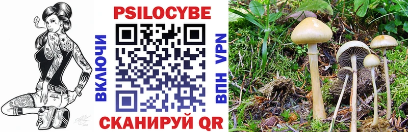 кракен зеркало  Гусев  Псилоцибиновые грибы Cubensis 